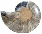 Split Black/Orange Ammonite (Half) - Unusual Coloration #55699-1